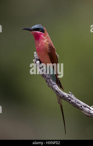 Karminspint, Merops Nubicus - Trainer mir Bee Eater, Karminspint | Merops Nubicus - Carmine Bee Eater Karminspint Auf der Jagdwarte Mahango NP, Namib Stockfoto