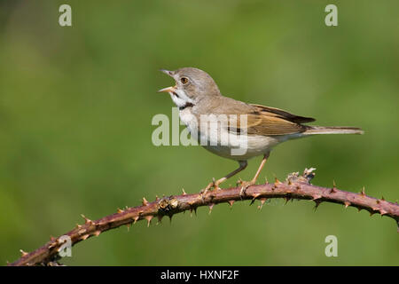 Dorn-Grasmücke, Whitethroat, Sylvia Communis, Dorngrasmuecke Stockfoto