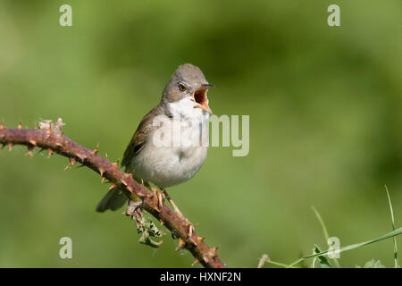 Dorn-Grasmücke, Whitethroat, Sylvia Communis, Dorngrasmuecke Stockfoto