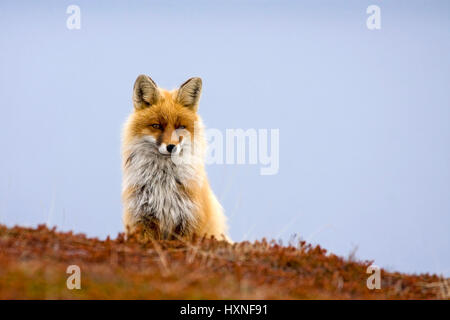 Rotfuchs, Red Foxterrier, Rotfuchs | Rotfuchs Stockfoto