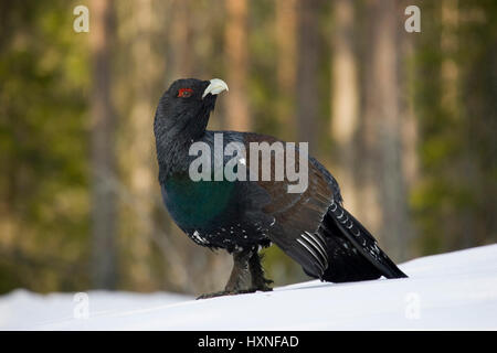 Auerhahn im Schnee, Auerhahn Im Schnee Stockfoto