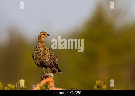 Birkhenne beobachtet Balz Display erhalten - Sommer, Birkhenne Beobachtet Balzerhalten - Sommer 2008 Stockfoto