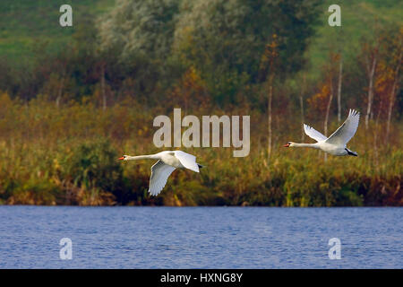 Schwan im Flug, Masuren, Pole,, Hoeckerschwane Im Flug, Masuren, Polen Buckel, Stockfoto