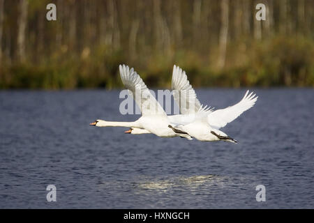 Schwan im Flug, Masuren, Pole,, Hoeckerschwane Im Flug, Masuren, Polen Buckel, Stockfoto