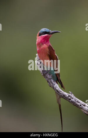 Karminspint, Merops Nubicus - Trainer mir Bee Eater, Karminspint | Merops Nubicus - Carmine Bee Eater Karminspint Auf der Jagdwarte Mahango NP, Namib Stockfoto