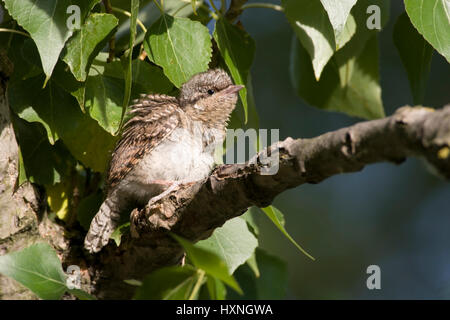 Abtrünnige, nördlichen Wendehals, Wendehals, eurasische Wendehals, Jynx Torquilla, Torcol Fourmilier, Torcecuello, Wendehals, nördlichen Wendehals Stockfoto