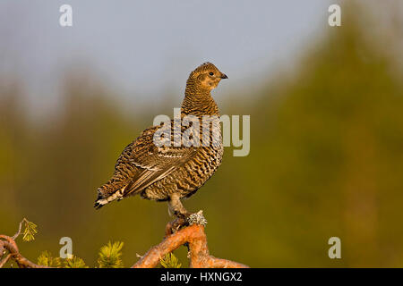 Birkhenne beobachtet Balz Display erhalten - Sommer, Birkhenne Beobachtet Balzerhalten - Sommer 2008 Stockfoto