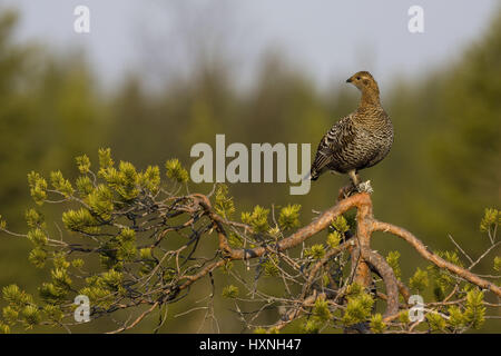 Birkhenne beobachtet Balz Display erhalten - Sommer, Birkhenne Beobachtet Balzerhalten - Sommer 2008 Stockfoto