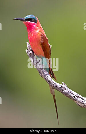 Karminspint, Merops Nubicus - Trainer mir Bee Eater, Karminspint | Merops Nubicus - Carmine Bee Eater Karminspint Auf der Jagdwarte Mahango NP, Namib Stockfoto