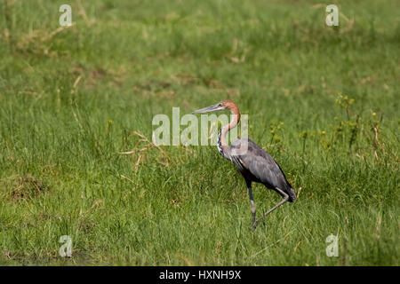 Goliath Reiher, Ardea Goliath - Goliath Reiher, Goliathreiher | Ardea Goliath - Goliath Heron Goliathreiher Lauert Caprivi, Namibia Stockfoto