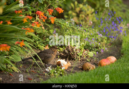 Juvenile Amsel im Garten Stockfoto