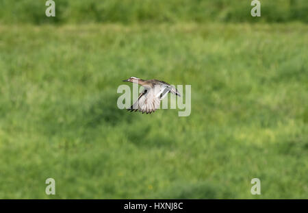 Männliche krickente im Flug Stockfoto