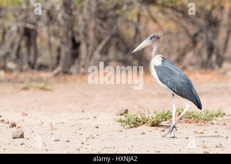 Marabou Storch (Leptoptilos Crumeniferus) stehen in Savanne, Krüger Nationalpark, Südafrika. Stockfoto