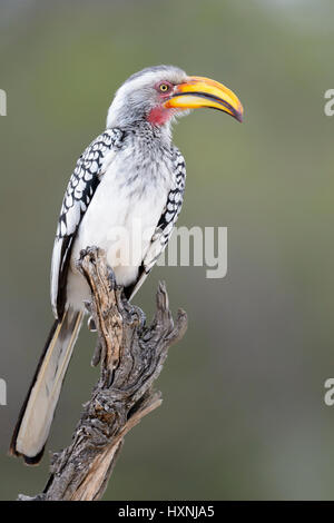 Südlichen gelb-billed Hornbill (Tockus Leucomelas) thront auf Toten Baumstumpf, Krüger Nationalpark, Südafrika. Stockfoto