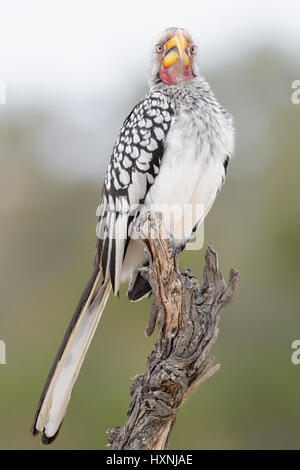 Südlichen gelb-billed Hornbill (Tockus Leucomelas) thront auf Toten Baumstumpf, Blick in die Kamera, Krüger Nationalpark, Südafrika. Stockfoto