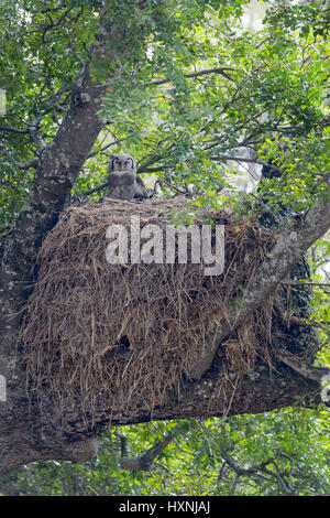 Verreaux der Uhu (Bubo Lacteus) sitzen auf Hamerkop (Scopus Umbretta) Nest im Baum, Krüger Nationalpark, Südafrika. Stockfoto