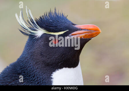 Rock Pinguin Porträt, Felsenpinguin-Portrait Stockfoto