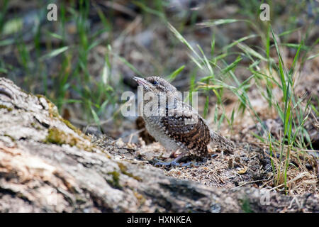 Abtrünnige, nördlichen Wendehals, Wendehals, eurasische Wendehals, Jynx Torquilla, Torcol Fourmilier, Torcecuello, Wendehals, nördlichen Wendehals Stockfoto