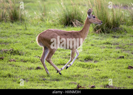 Schilf-Ziege, Redunca Arundinum - Reed Buck, Riedbock | Redunca Arundinum - Reed Buck Riedbock Weibchen Fluechtet Mahango NP, Caprivi, Namibia Stockfoto