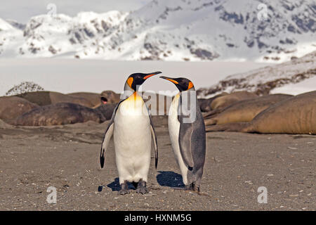 Des Königs Pinguine - Suedgeorgien - Antarktis, Koenigspinguine - Suedgeorgien - Antarktis Stockfoto