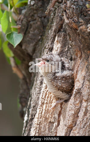 Abtrünnige, nördlichen Wendehals, Wendehals, eurasische Wendehals, Jynx Torquilla, Torcol Fourmilier, Torcecuello, Wendehals, nördlichen Wendehals Stockfoto