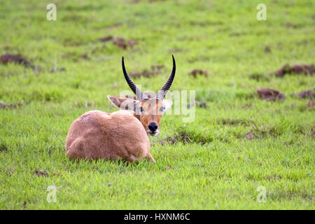 Schilf-Ziege, Redunca Arundinum - Reed Buck, Riedbock | Redunca Arundinum - Reed Buck Riedbock Maennchen Mahango NP, Caprivi, Namibia Stockfoto