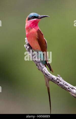 Karminspint, Merops Nubicus - Trainer mir Bee Eater, Karminspint | Merops Nubicus - Carmine Bee Eater Karminspint Auf der Jagdwarte Mahango NP, Namib Stockfoto