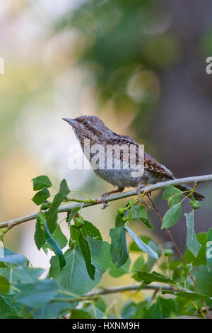 Abtrünnige, nördlichen Wendehals, Wendehals, eurasische Wendehals, Jynx Torquilla, Torcol Fourmilier, Torcecuello, Wendehals, nördlichen Wendehals Stockfoto