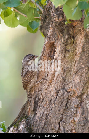 Abtrünnige, nördlichen Wendehals, Wendehals, eurasische Wendehals, Jynx Torquilla, Torcol Fourmilier, Torcecuello, Wendehals, nördlichen Wendehals Stockfoto