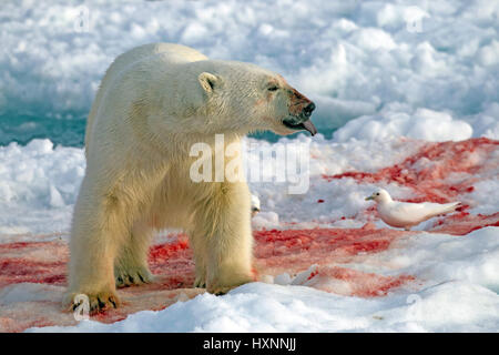 Eisbär mit Beute, Spitzbergen, Eisbaer Mit Beute, Spitzbergen Stockfoto