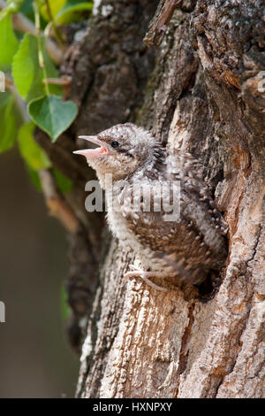 Abtrünnige, nördlichen Wendehals, Wendehals, eurasische Wendehals, Jynx Torquilla, Torcol Fourmilier, Torcecuello, Wendehals, nördlichen Wendehals Stockfoto