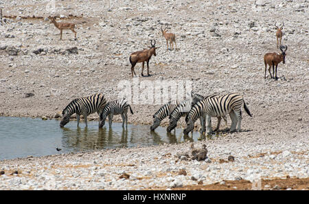 Burchell Zebra: Equus Burchellii. Etosha, Namibia. Trinken am Wasserloch. Stockfoto