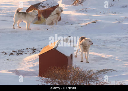 In Ilulissat, Grönland arbeiten Husky Hunde Stockfoto