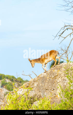Spanische Ibex in den Bergen, Spanisch Steinbock, Capra pyrenaica, Garganta Verde, Naturpark Sierra de Grazalema, Andalusien, Spanien Stockfoto