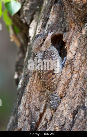 Abtrünnige, nördlichen Wendehals, Wendehals, eurasische Wendehals, Jynx Torquilla, Torcol Fourmilier, Torcecuello, Wendehals, nördlichen Wendehals Stockfoto