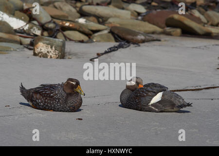 Paar der Falkland-Dampfschiffenten (Tachyeres Brachypterus) an einem Sandstrand auf Seelöwe Insel auf den Falklandinseln. Stockfoto