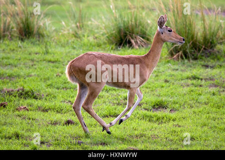 Schilf-Ziege, Redunca Arundinum - Reed Buck, Riedbock | Redunca Arundinum - Reed Buck Riedbock Weibchen Fluechtet Mahango NP, Caprivi, Namibia Stockfoto