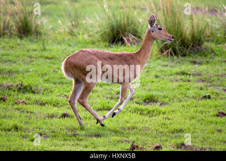 Schilf-Ziege, Redunca Arundinum - Reed Buck, Riedbock | Redunca Arundinum - Reed Buck Riedbock Weibchen Fluechtet Mahango NP, Caprivi, Namibia Stockfoto