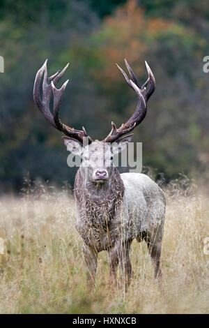 Weißer Hirsch in der Brunft, Weisser Rothirsch in der Brunft Dänemark Stockfoto