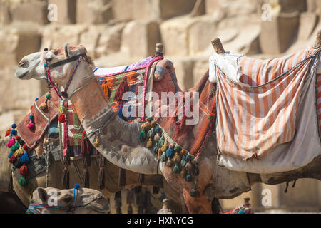 Beduinen Kamele ausruhen in der Nähe der Pyramiden, Kairo, Ägypten Stockfoto