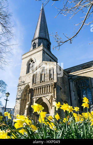 Frühling Narzissen vor den Turm der St.-Nikolaus Kapelle, King's Lynn, Norfolk. Stockfoto