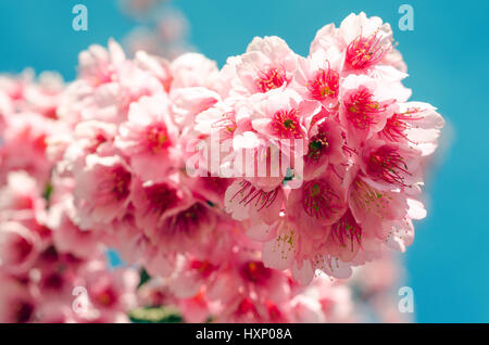 Nahaufnahme der japanischen Sakura Cherry Blossom und blauer Himmel Stockfoto