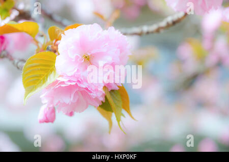 Sakura Cherry Blossom und blauer Himmel Stockfoto