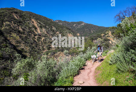 Wanderer und Hund auf dem gemütlichen Dell Trail in der Nähe von Ojai, Kalifornien Stockfoto