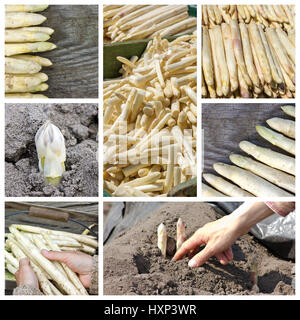 Collage mit weißem Spargel Stockfoto