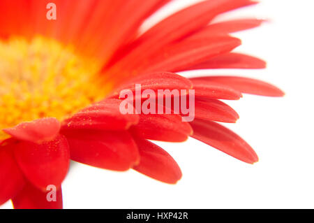 Teil des roten Gerbera Blume auf weißem Hintergrund Stockfoto