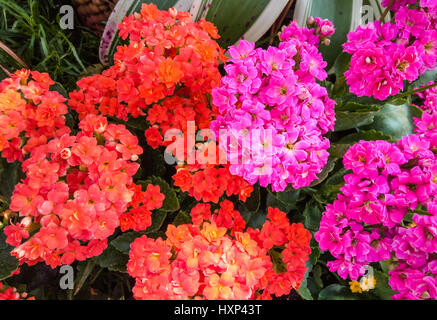 Nahaufnahme, rote und schockierend rosa flammenden Katy / Kalanchoe / Blossfeldiana / Poelln. und Hybriden / Crassulaceae Stockfoto