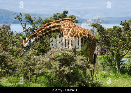 Rothschild's Giraffe (Giraffa Camelopardalis victoriae) Beweidung, Crescent Island, Kenia Stockfoto