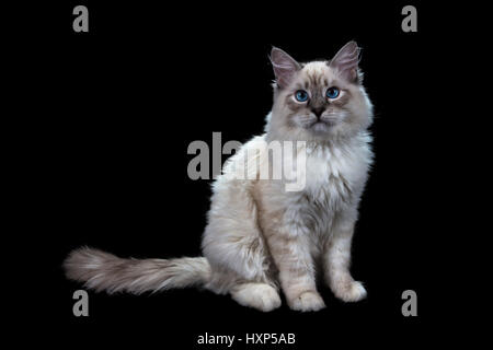lustige kleine blauäugige weiße Katze, isoliert auf schwarz Stockfoto