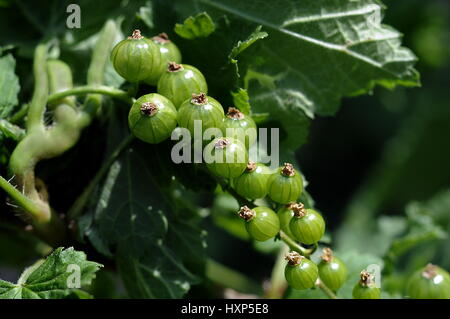 Unreife rote Johannisbeere. Reifung der Beeren auf einem Busch. Stockfoto